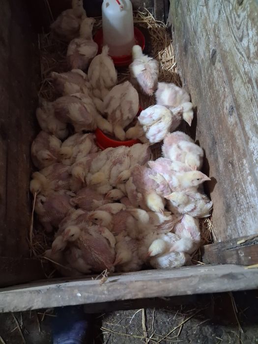 Vand pui rasa mixta 4 saptamani si de carne