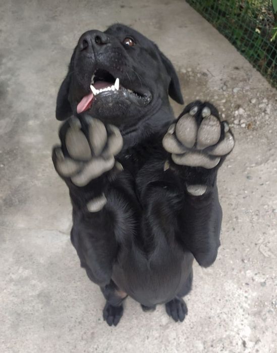 Жаркий чёрный Красавец ищет подругу