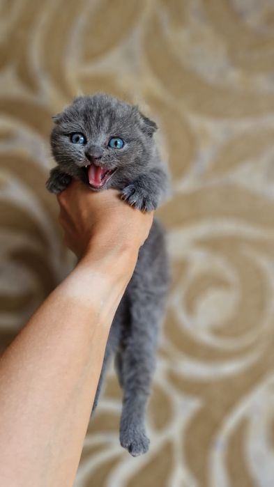 Скоттиш Фолд.  Голубой окрас.