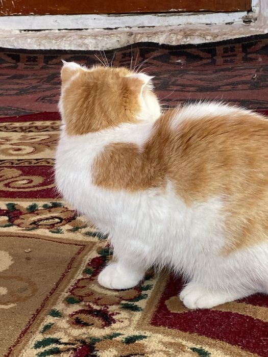 Шотландская вислоухая кошка