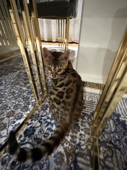 Срочно продается Бенгалский мушукчалар 100% тоза