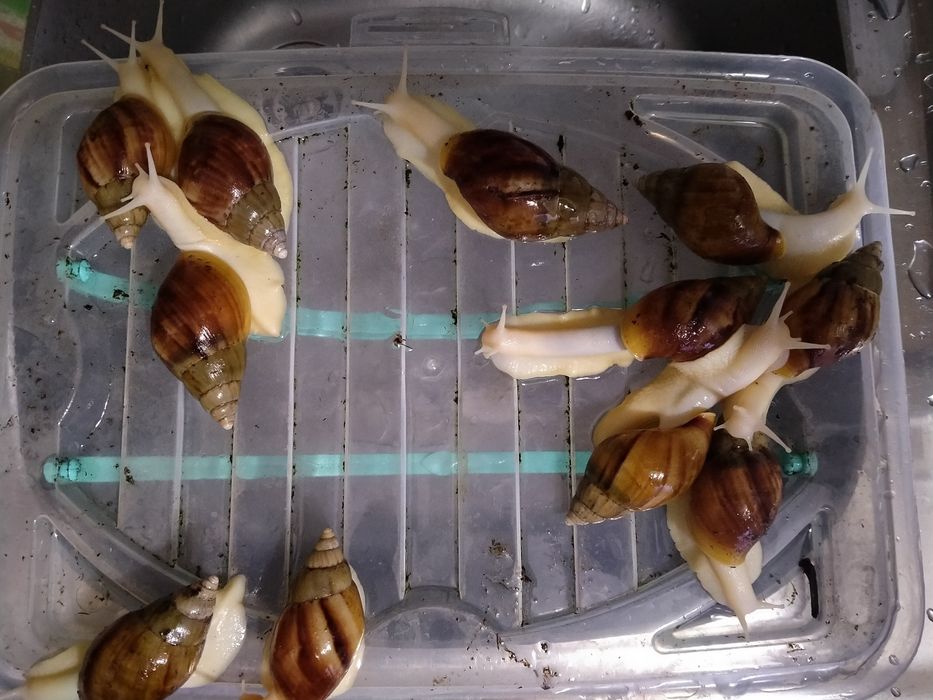 Продам улиток Ахатины