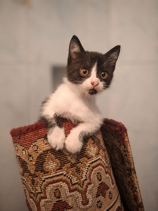 Отдаём 1-го котёнка