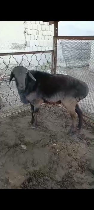 Қошқар сатылады, семіз, етті