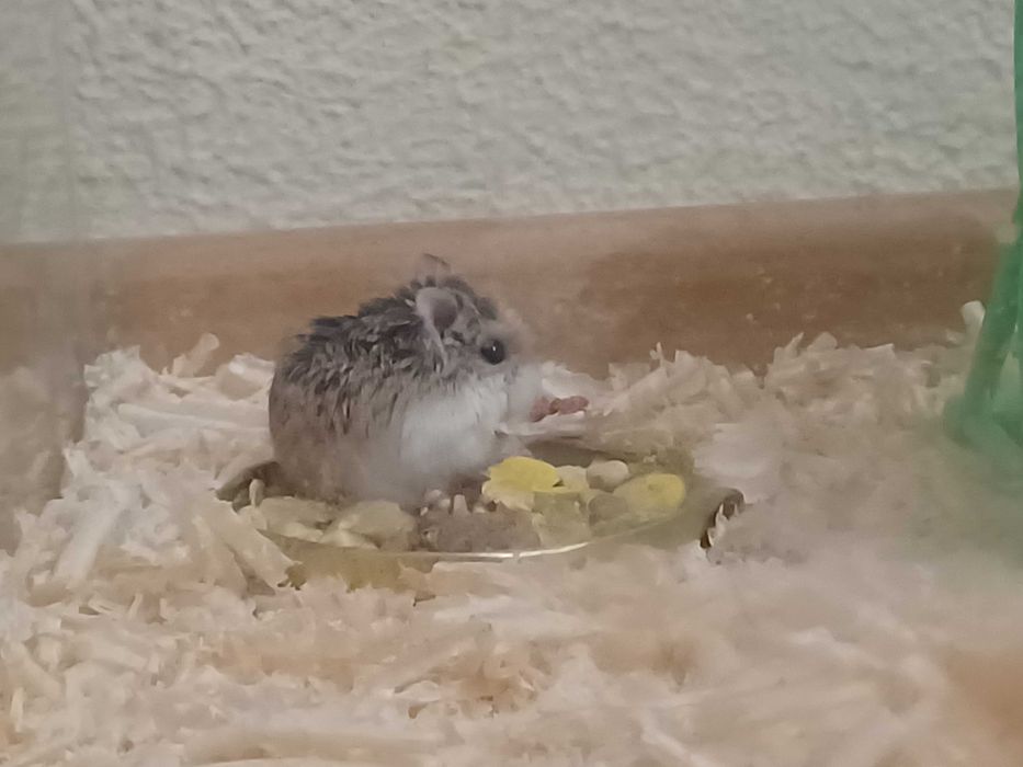 Мини хамстер хамстери