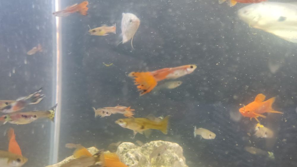 Продам рыбок гуппий.