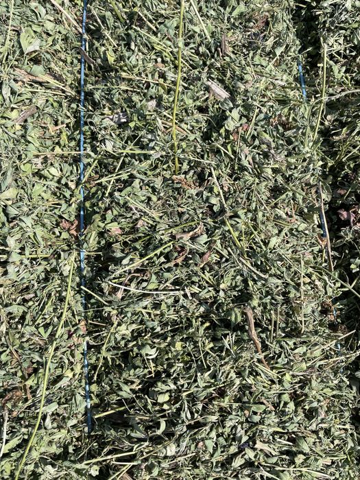 Baloti lucernă ultima coasă