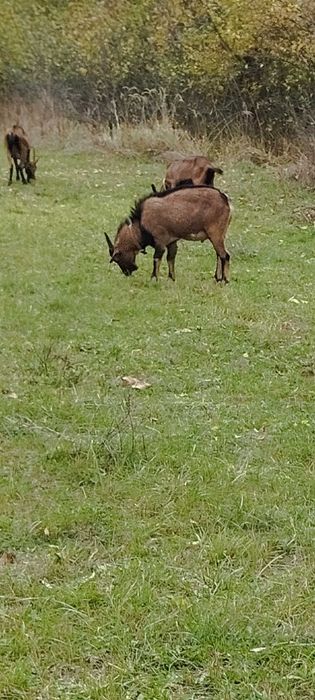 Vând țap  alpin  ,în vârstă de 10 luni