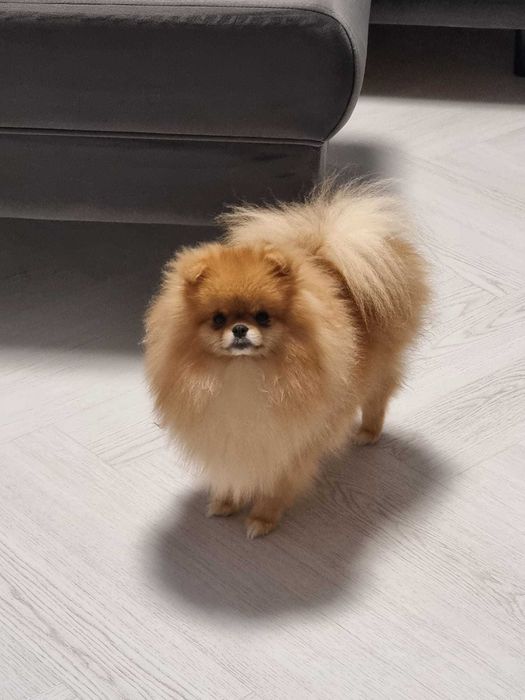 Femelă Pomeranian Orange - Pedigree FCI, documente complete