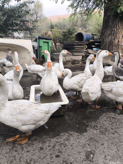 Гуси порода линда