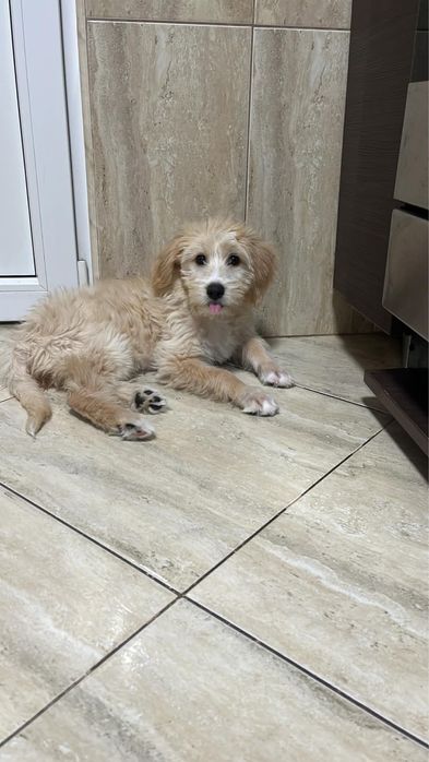 Catelusa pentru adoptie