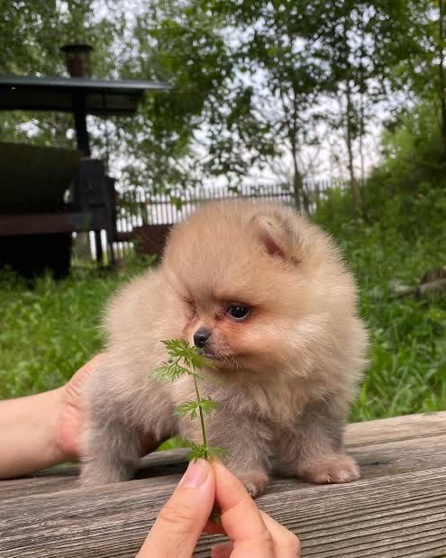Продаются щенки померанский шпицы
