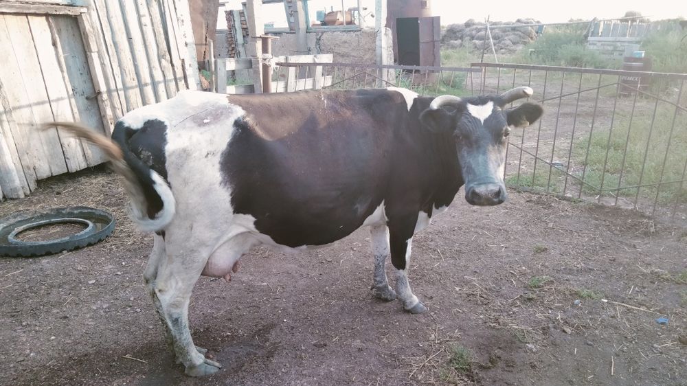Продам дойную корову