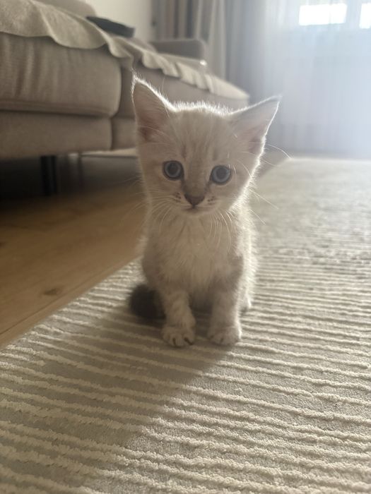 Котёнок (девочка)