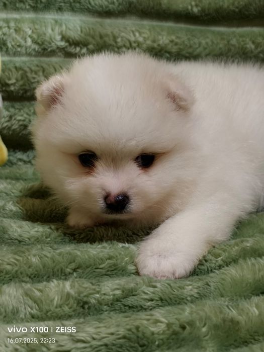 Очаровательные щенки шпица.