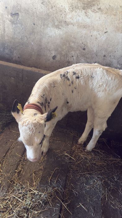 Vând 4 vițele ..