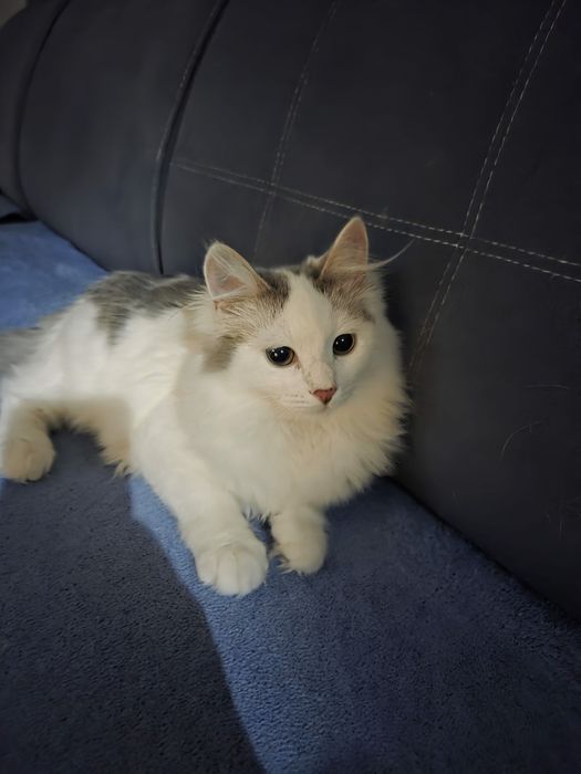 Киса  в добрые ручки.