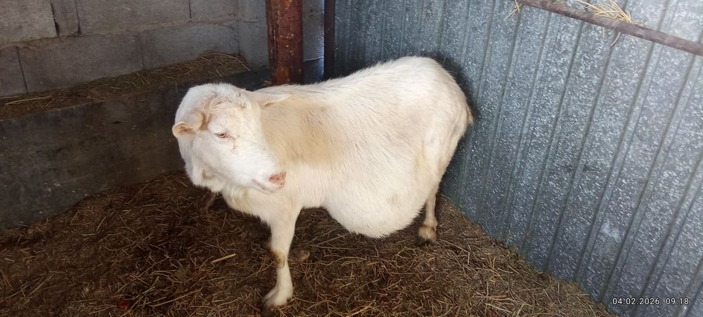 Сүтті занен тұқымды орыс ешкі сатылады