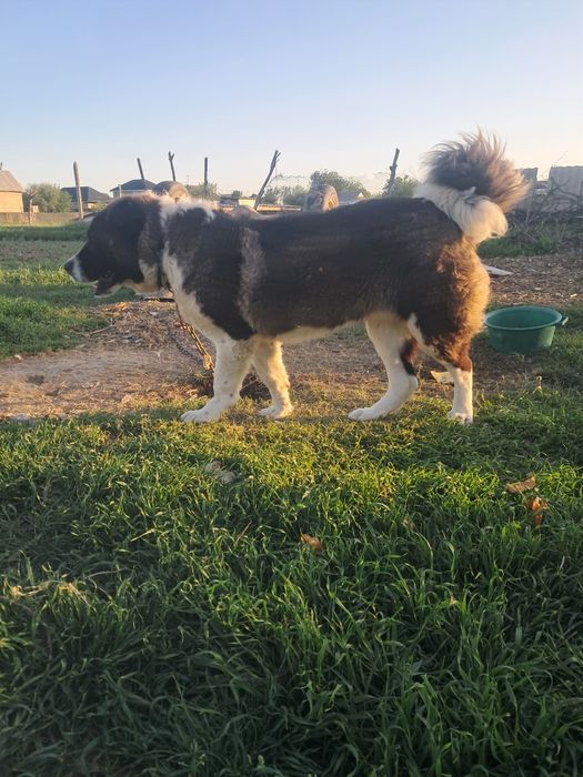 Ит алабай сатылады