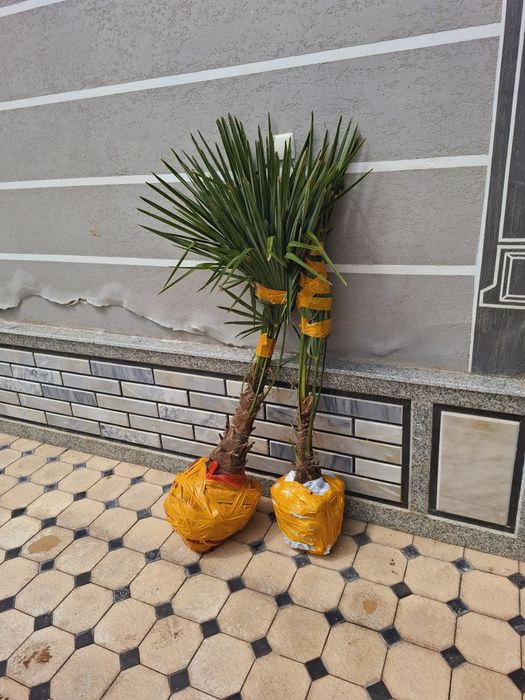 Трйохкорпус   палма кўчатлари 50 минг сўмдан 120 минг сўмгача