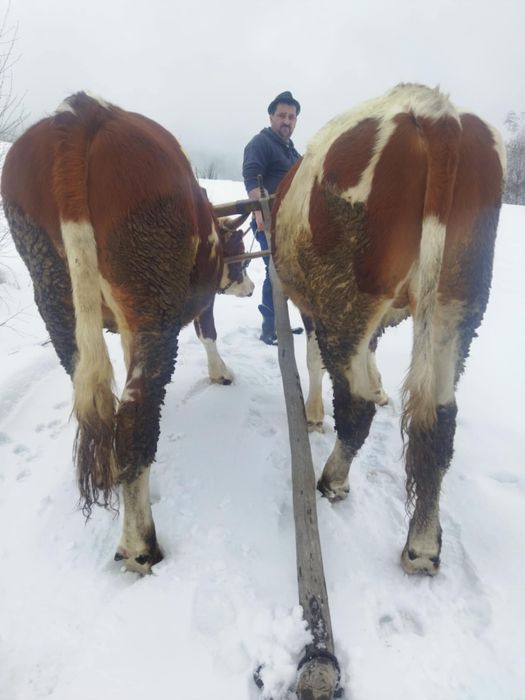 Vand junci de doi ani