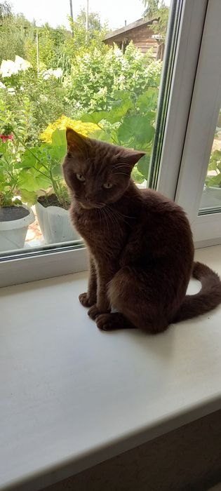 Британская кошка Шоколадного окраса