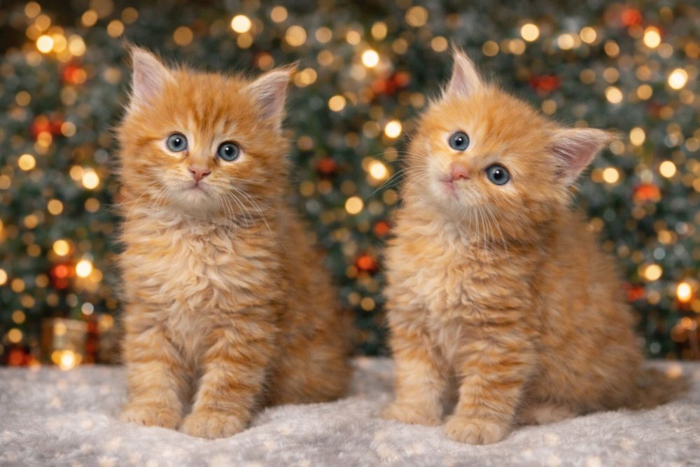 Котята мейн-кун.