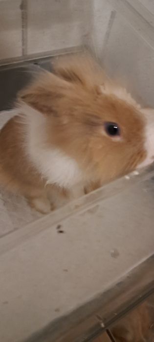 Iepuraș cap de leu împreună cu cușcă (preț negociabil)