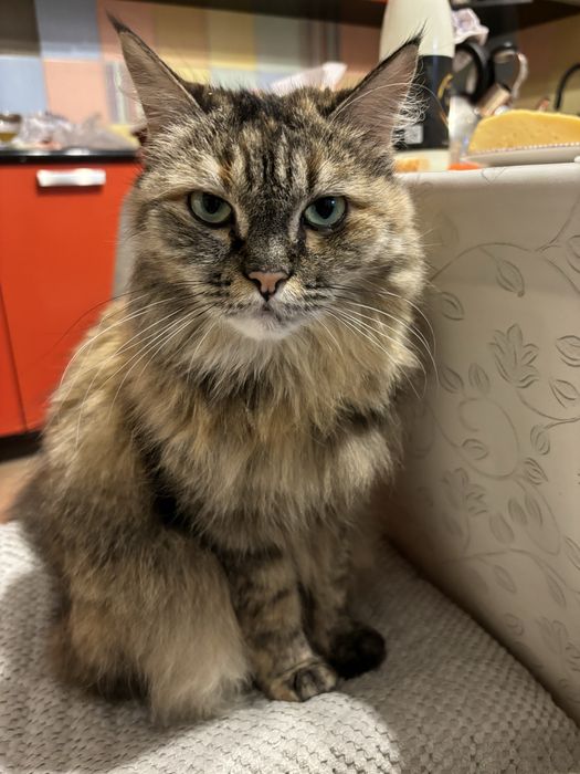 Отдам кошку в хорошие руки