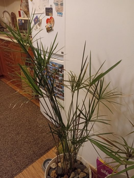 Продам комнатные цветы.