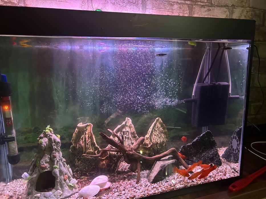 Аквариумные рыбки