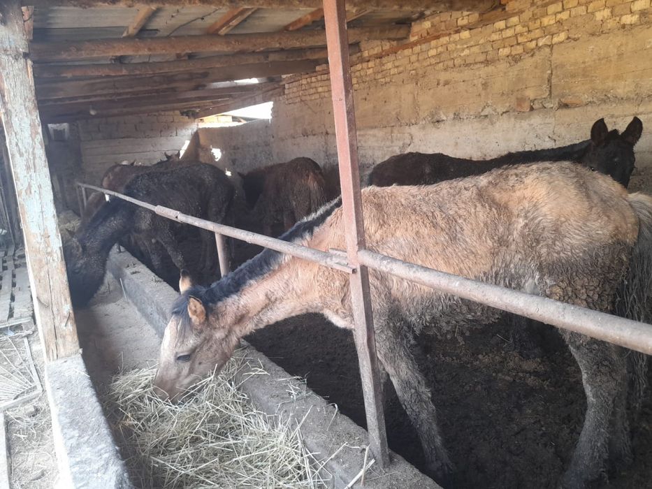 Жылкы тай сатылады