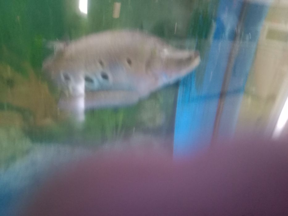 Продам рыбу индийский нож