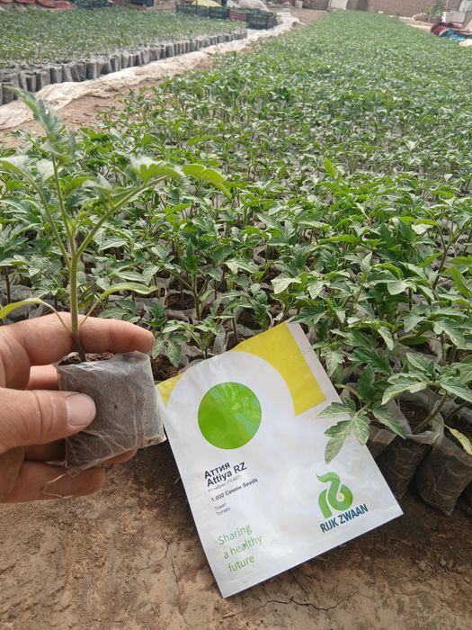 Иссикхона кучатлари бор