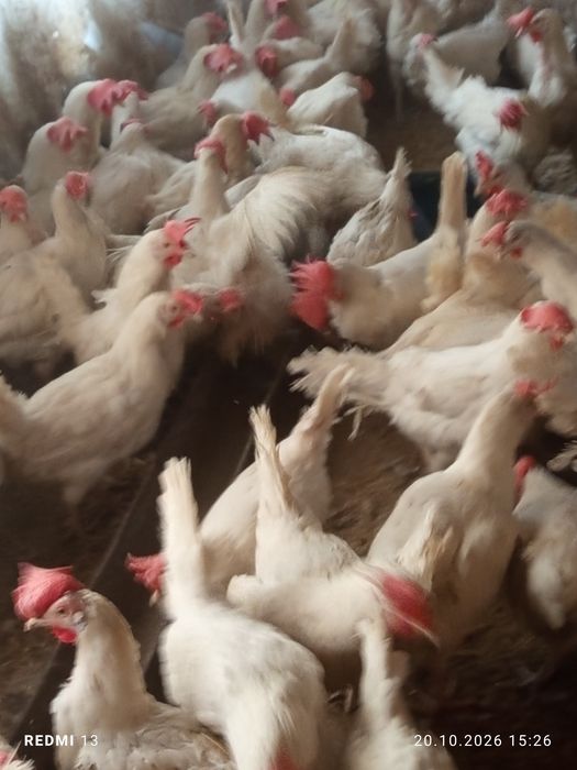 Продам кур несушек