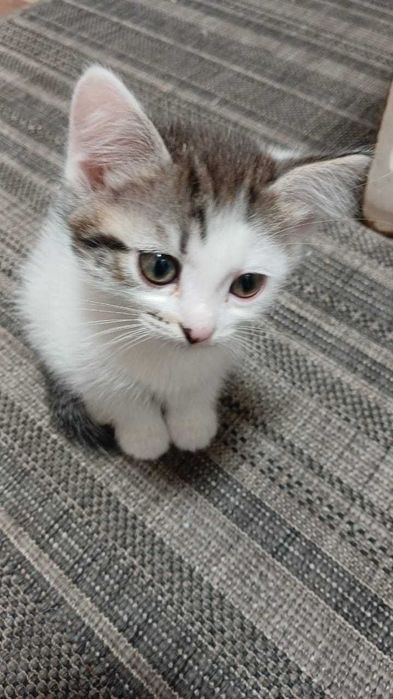 кошки и домашние  коты!