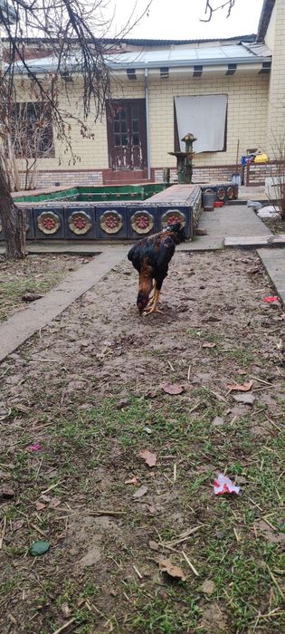 Dakan xo'roz sotiladi