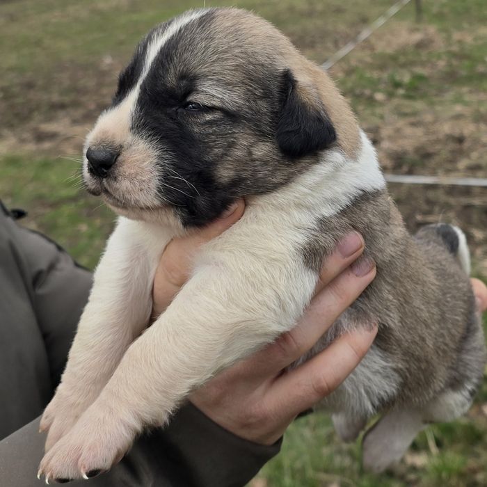 Ciobănesc de Asia Centrală