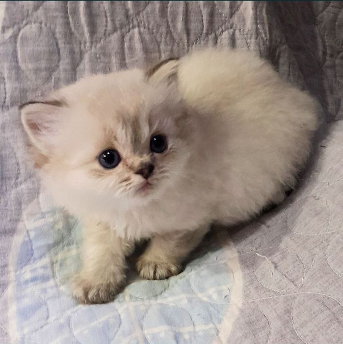 Роскошный Скоттиш Страйт Хайленд поинт ВЯЗКА скидка