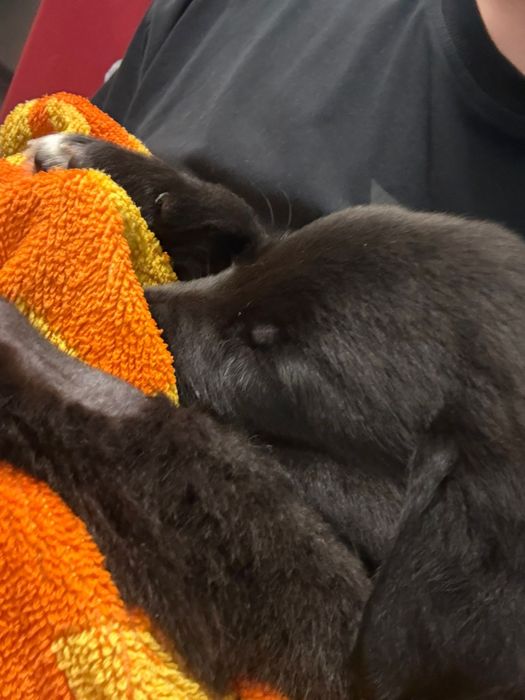 Donez pui labrador -'' Atlas'' isi cauta familie