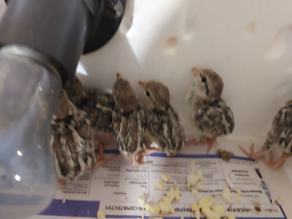 Кеклик иранский разных возрастов