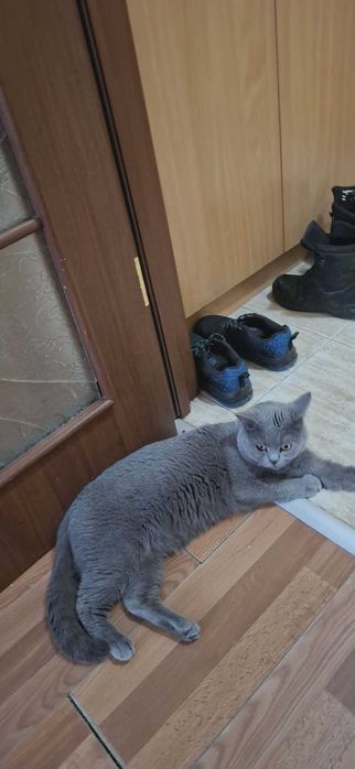Продавам британска котка . На 2 години с ваксини и паспорт. За 150ев.
