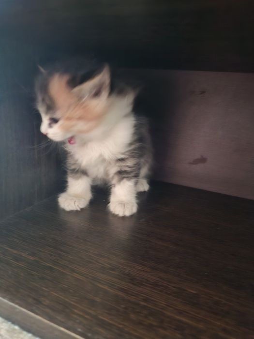 Отдам даром котят