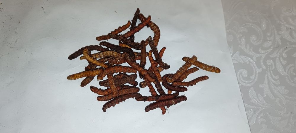 Продам кордицепс природный. 

Считается,