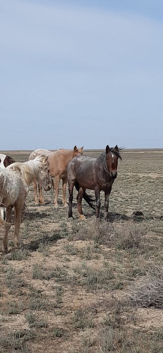 Үйір сатылады 6 бас