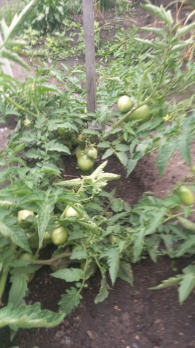 Продам помидоры красные зелёные