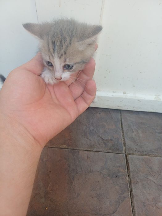 Отдам котят даром
