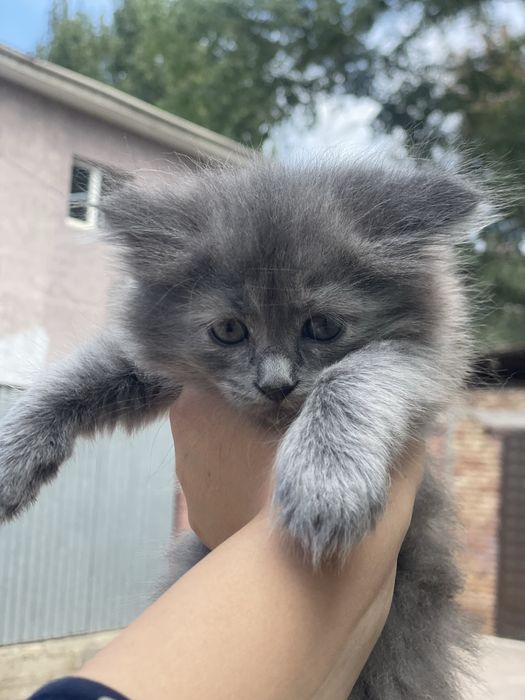 Продам котенка девочку