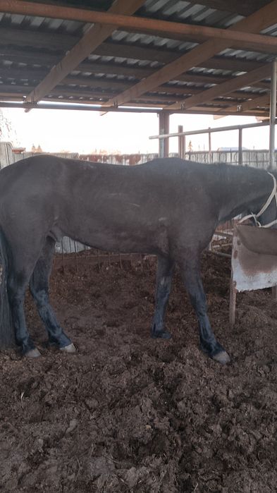 Продам жеребца 4 года