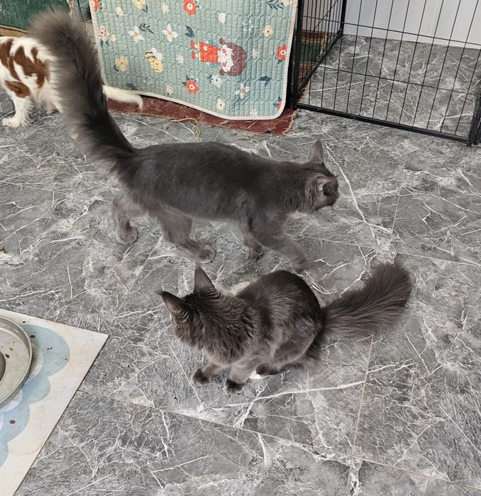 Кот и кошка мейнкуны